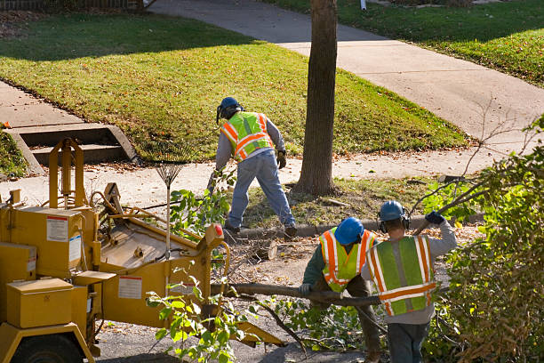 Best Palm Tree Trimming  in Lochmoor Waterway Estates, FL